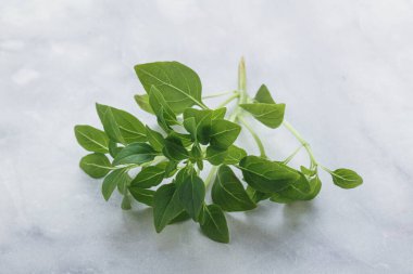 Taze taze fesleğen yaprakları aroması