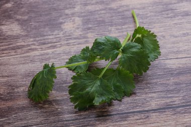 Çiğ yeşil aromalı kişniş yapraklı otlar