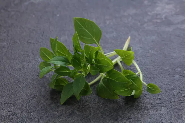Młode Świeże Zielone Liście Bazylii Aromat — Zdjęcie stockowe