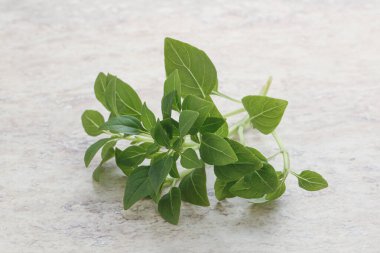 Taze taze fesleğen yaprakları aroması