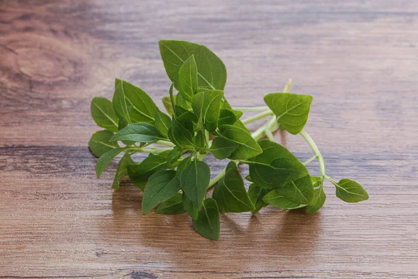 Hojas Albahaca Verde Fresca Joven Aroma —  Fotos de Stock