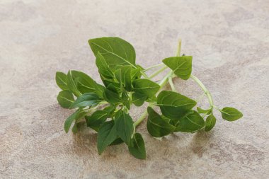 Taze taze fesleğen yaprakları aroması