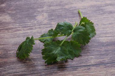 Çiğ yeşil aromalı kişniş yapraklı otlar