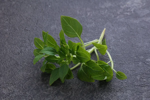 Young Fresh Green Basil Leaves Aroma — Stock Photo, Image