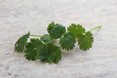 Çiğ yeşil aromalı kişniş yapraklı otlar
