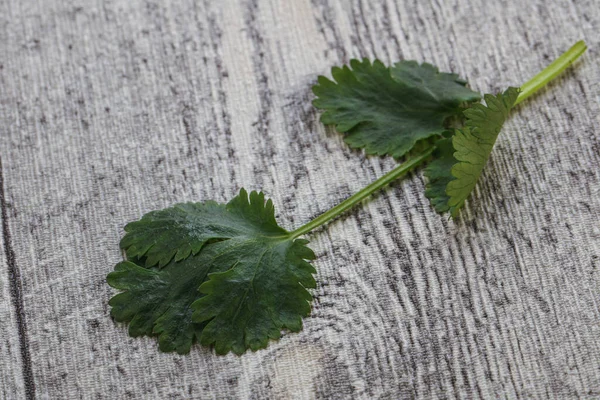 Çiğ Yeşil Aromalı Kişniş Yapraklı Otlar — Stok fotoğraf