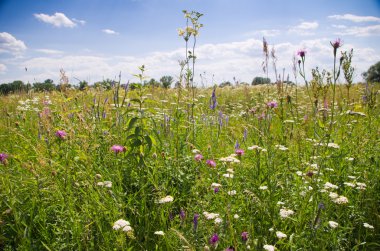 çiçek çayırları