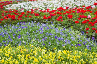 çiçek açan çiçekler