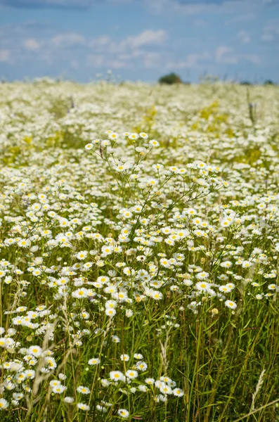 Pradera de manzanilla — Foto de Stock