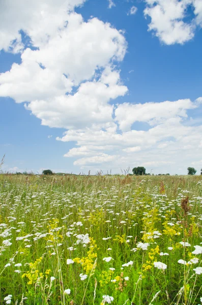 Prati fioriti — Foto Stock