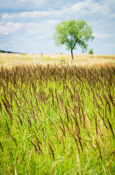 Field landscape — Stock Photo, Image