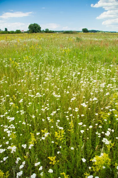 Flower meadows Royalty Free Stock Images