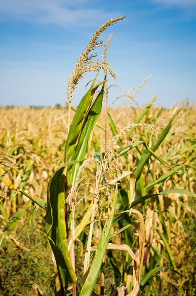 Ripe corn Stock Image