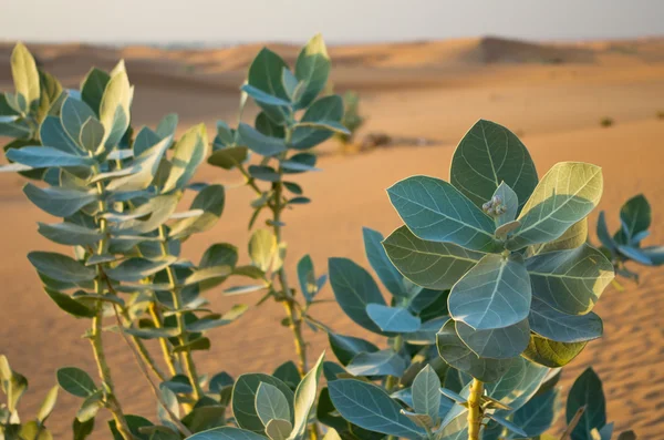 Аравійської пустині Ліцензійні Стокові Фото