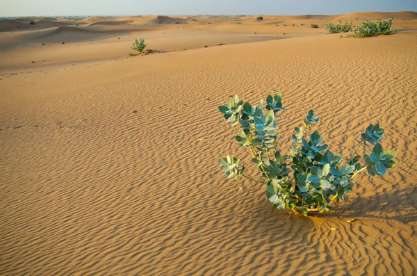 Deserto árabe Imagens Royalty-Free