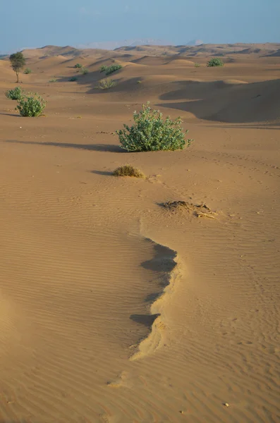 Arabian desert Stock Image