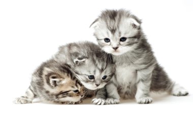 küçük yavru kedi