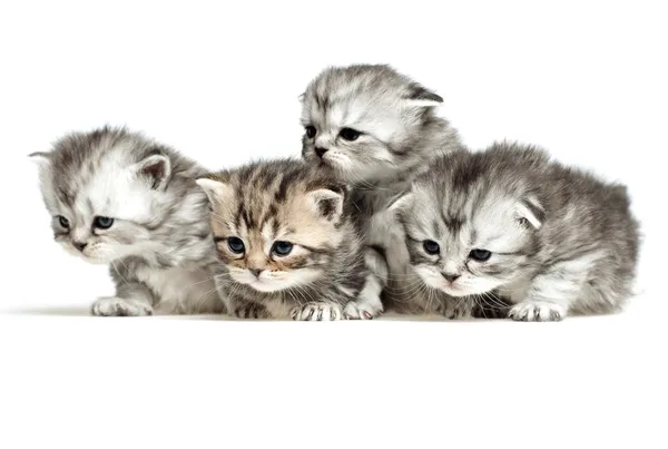 Vier kleine kitten — Stockfoto