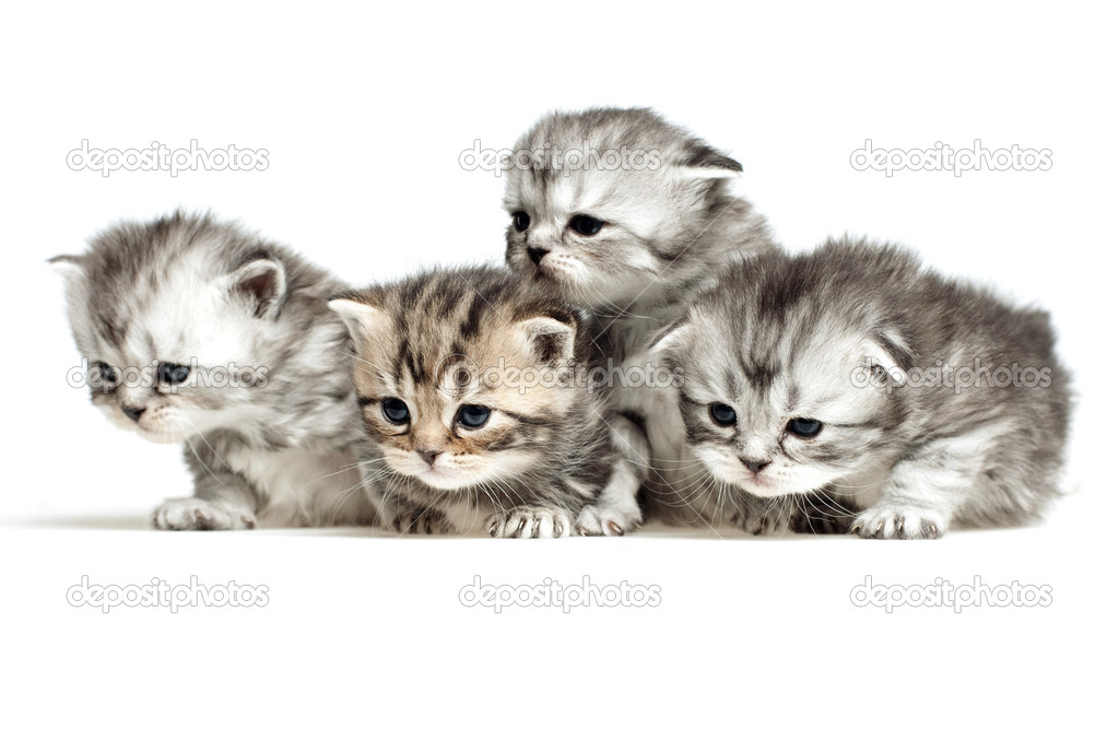 Four little kitten
