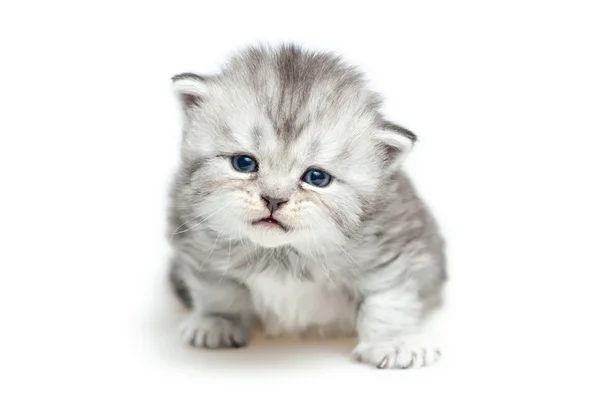Gatito escocés rayado — Foto de Stock