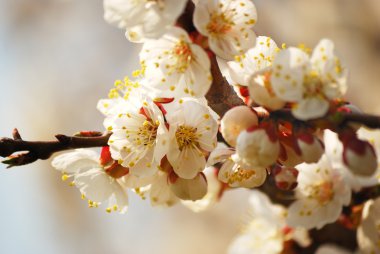 çiçek açması şube kayısı