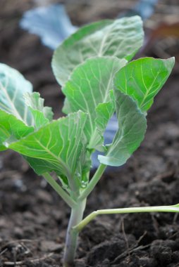 Genç lahana lahanası