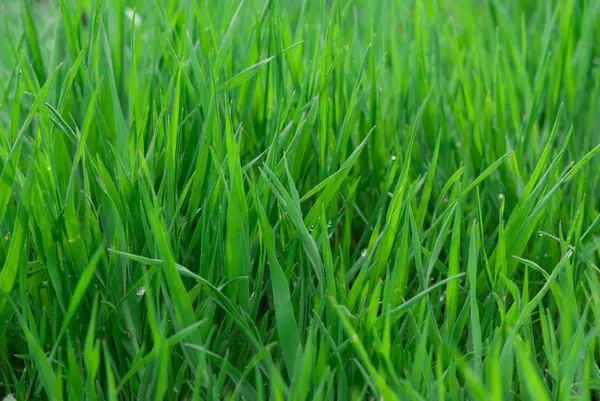 Groen gras — Stockfoto