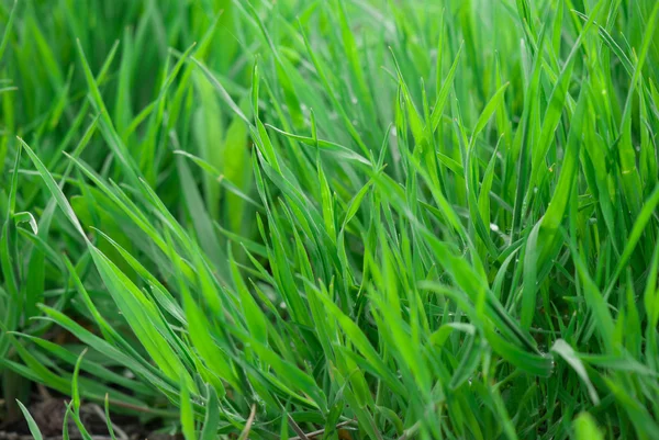 Groen gras — Stockfoto