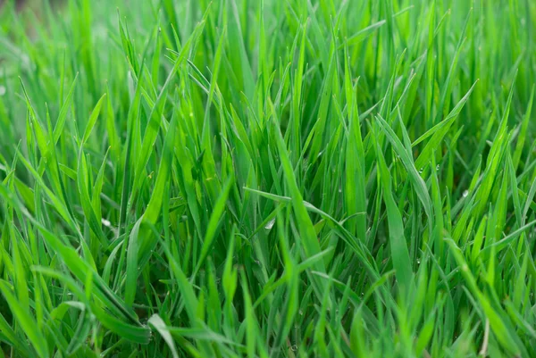 Groen gras — Stockfoto