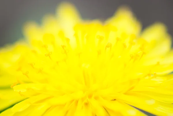 Flower of dandelion — Stock Photo, Image