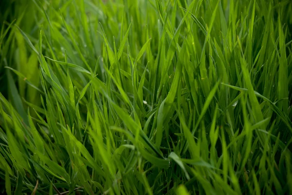 Groen gras — Stockfoto