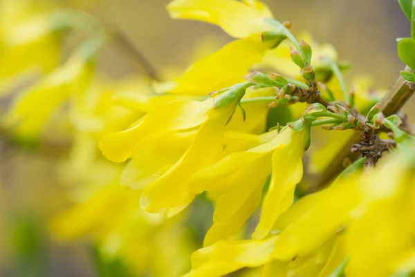 Жовтий розквітає Ліцензійні Стокові Зображення