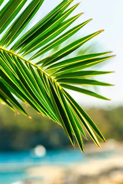 Palm träd löv bakgrund — Stockfoto