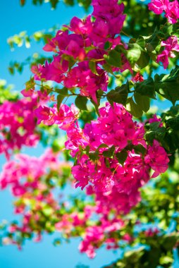 Mavi gökyüzü üzerinde mor çiçek çiçekler