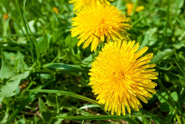 Close up of a yellow dandelions group — Stock Photo, Image