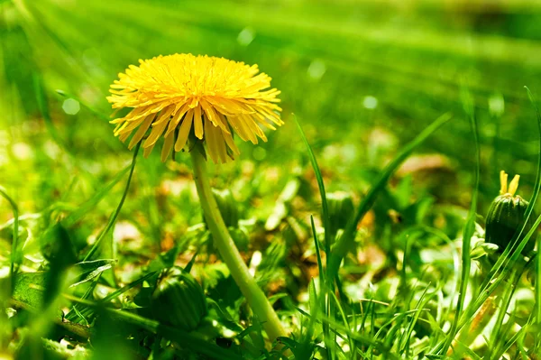 Yellow dandelion flower in a green grass — Stock Photo, Image
