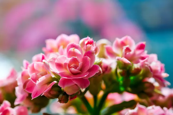 Flor de Kalanchoe Fotos de stock libres de derechos