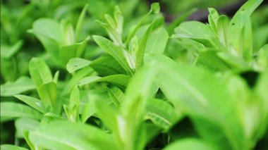 yeşil yeşillik ve karıncalar.