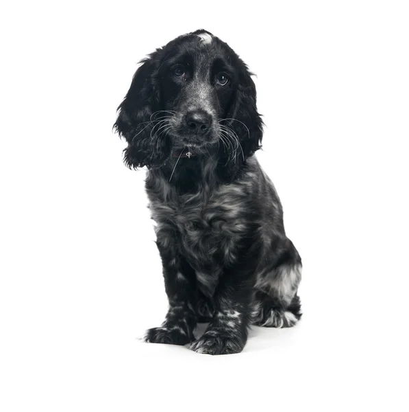 Cocker spaniel welpe hund — Stockfoto