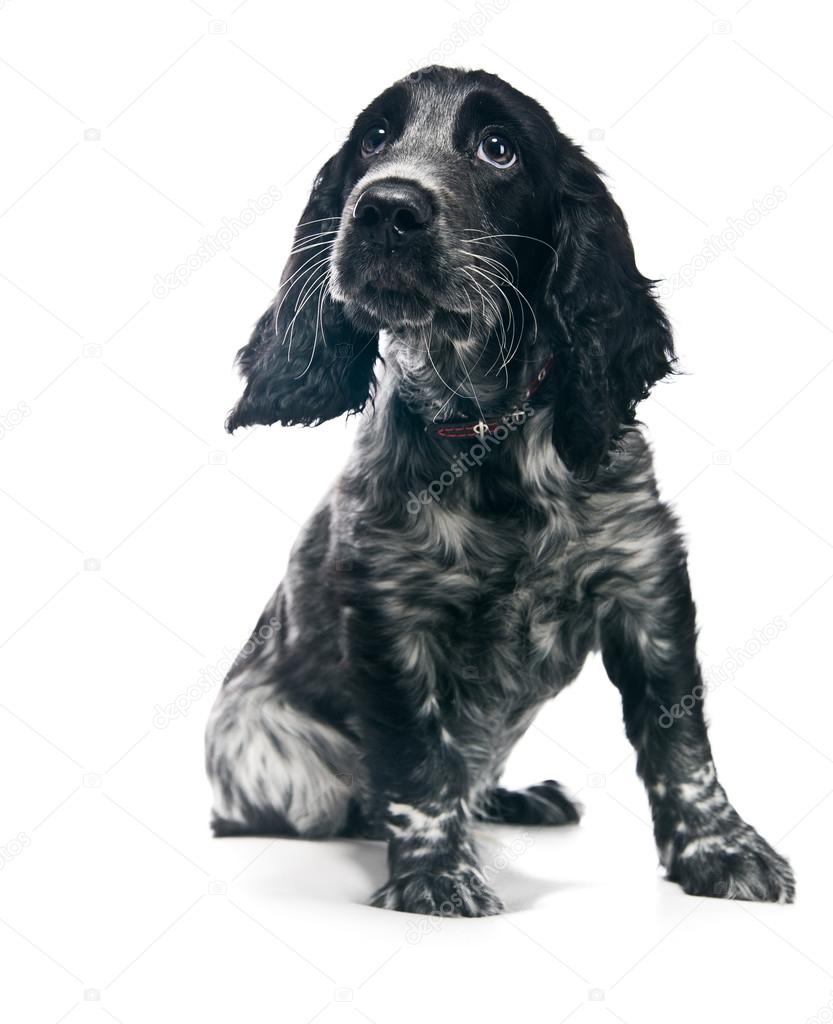 Cocker Spaniel puppy dog