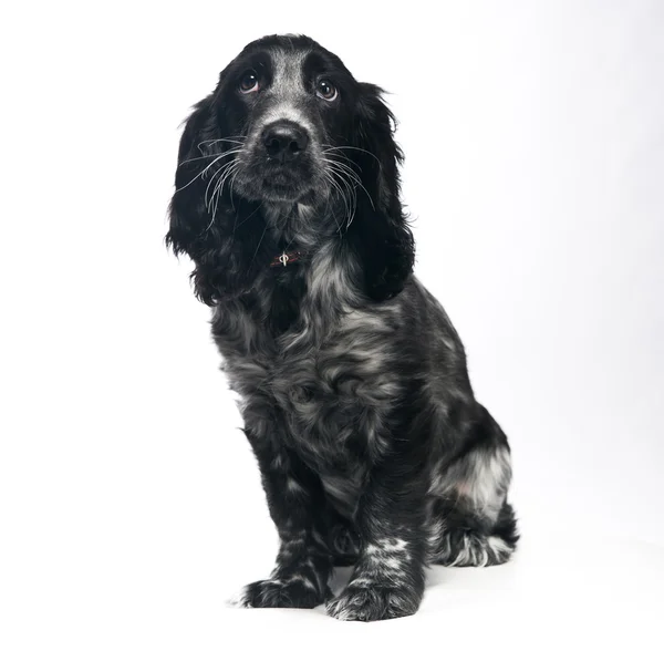 Cocker spaniel welpe hund — Stockfoto