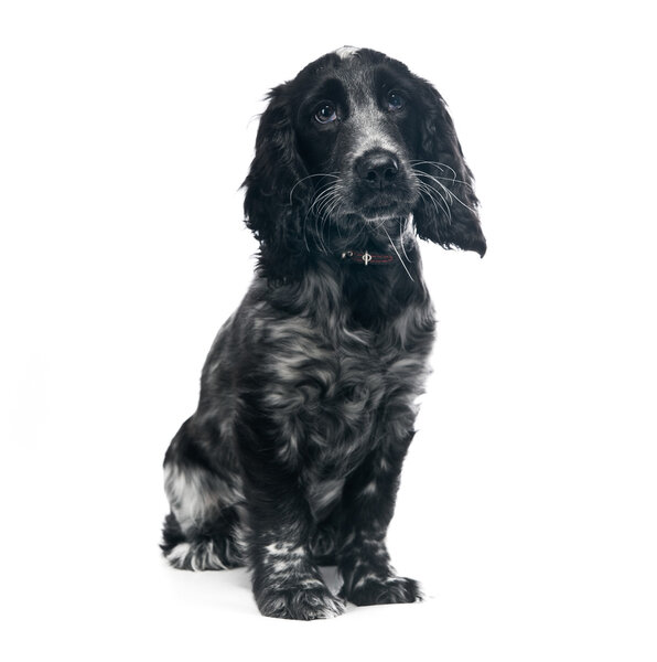 Cocker Spaniel puppy dog