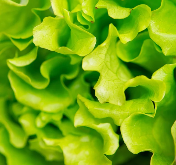 Fresh lettuce — Stock Photo, Image