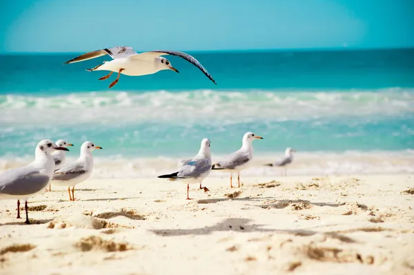 Seagulls are flying — Stock Photo, Image