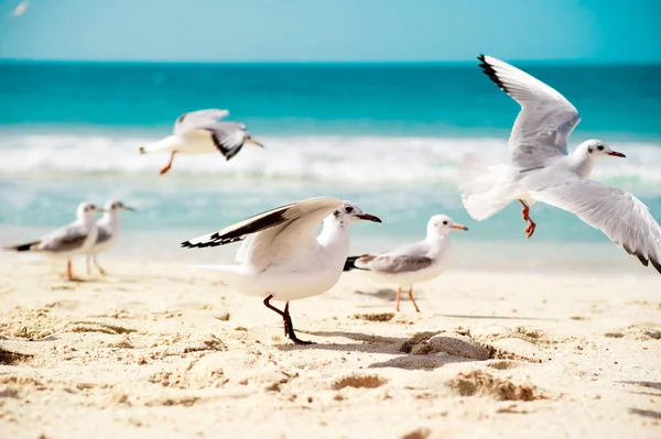 Seagulls are flying — Stock Photo, Image