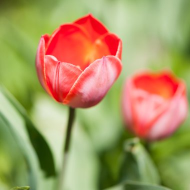 kırmızı çiçekler