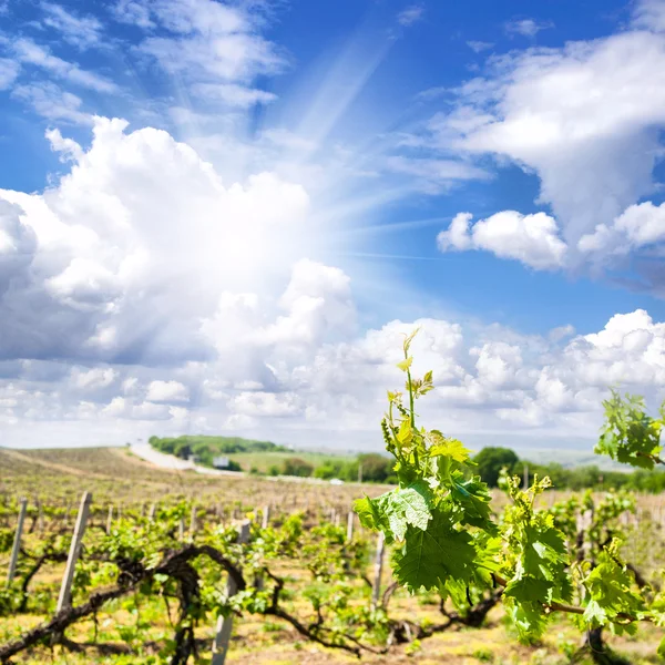 Berglandschaft — Stockfoto