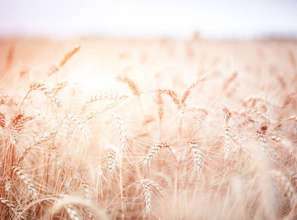 beautiful background of a wheat