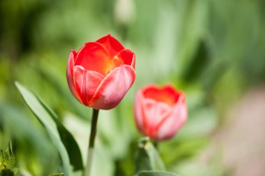 kırmızı çiçekler