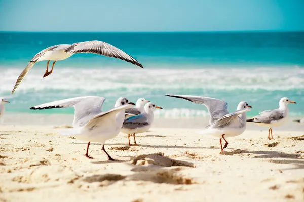 Gaviotas Imagen de stock